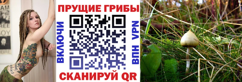сколько стоит  Рыбинск  MEGA ONION  Псилоцибиновые грибы мухоморы 